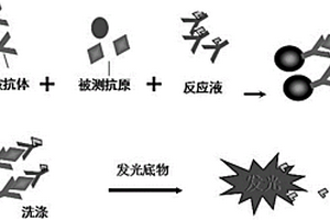 髓过氧化物酶定量检测的化学发光免疫分析方法