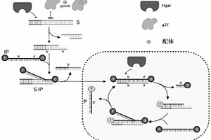 通过酶介导的链置换反应检测分析物