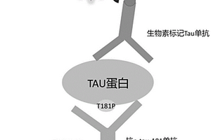 用于磷酸化tau181蛋白光激化学发光均相免疫检测试剂盒及其检测方法和应用