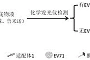 EV71单链DNA适配体及利用双适配体检测肠道病毒71型的化学发光检测试剂盒