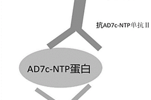 用于神经元丝状蛋白磁微粒化学发光免疫检测试剂盒及其检测方法