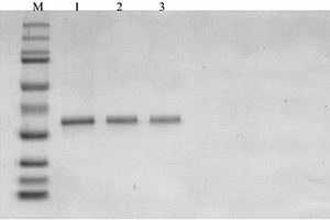 猪瘟病毒抗体间接化学发光定性检测试剂盒及其检测方法