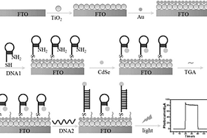 检测DNA序列的光电化学DNA传感器及其制备方法和检测方法