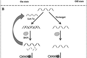 检测let‑7a microRNA的荧光化学传感器及其检测方法