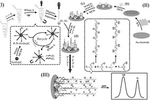 lncRNA MEG3双重检测电化学基因传感器，其制备方法与应用