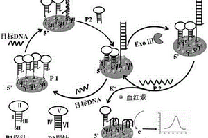 基于核酸外切酶和核酸探针的电化学检测特定单链DNA浓度的方法