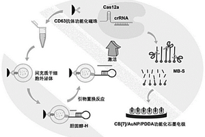 电化学检测外泌体的方法