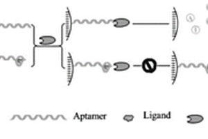 基于酶切辅助无标记适体传感器的ATP化学发光检测方法