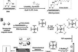 基于非标记、非固定化的电化学磁性生物传感器检测5-羟甲基胞嘧啶的方法