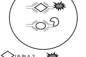 基于化学发光法检测Lp-PLA2和CRP含量的试剂盒、方法及应用