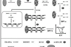 基于G-四链体-血红素复合物和聚合链式放大反应检测单链目标DNA浓度的电化学方法