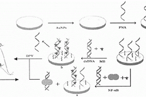 基于传统玻碳电极的NF-κB电化学检测方法