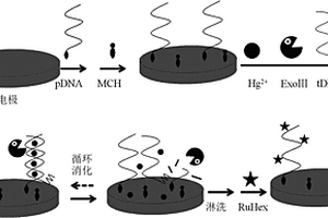 用于痕量汞离子检测的酶基电化学生物传感方法