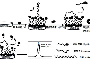 基于DNA行走机器人构建的电化学发光适体传感器检测赭曲霉毒素A的方法