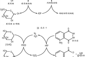 检测化学发光反应的系统和方法