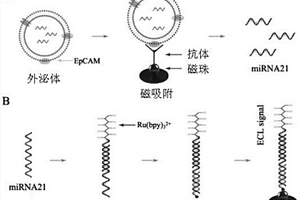 基于磁富集电化学发光的外泌体核酸检测技术