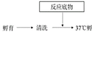 胃蛋白酶原I酶促化学发光检测试剂盒及其制备方法与应用