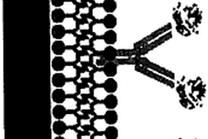 鲁米诺衍生物电化学检测组装膜及制备方法