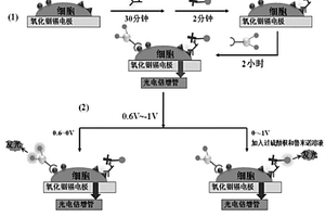 基于鲁米诺和联吡啶钌的电位分辨电致化学发光检测方法及其应用