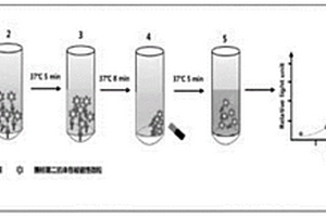 基于磁微粒化学发光免疫法检测DNASE1L3的方法