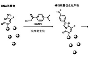 化学衍生化方法及其在LC-MS法检测核酸修饰中的应用