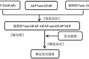 用于检测胶质纤维酸性蛋白(GFAP)的磁微粒分离化学发光免疫测定法