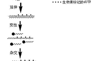 基于磁分离与引物延伸的化学发光检测拷贝数多态性的方法