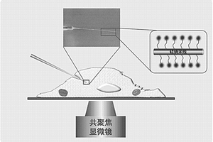 用于检测次氯酸根的单根硅纳米线荧光化学传感器及其制备方法和应用