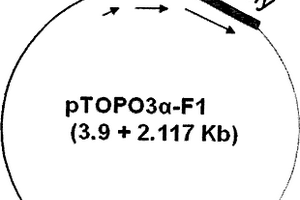 检测甾体类激素及多环芳烃的高效生物化学发光传感器