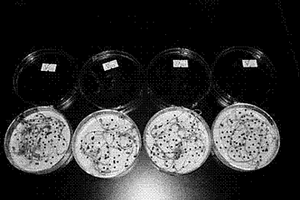 成熟油菜种子次生休眠特性的化学检测方法