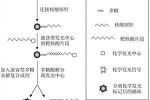 基于多糖修饰磁珠与分离化学发光中心的核酸增敏检测方法