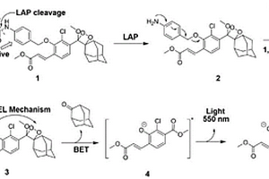 亮氨酸氨基肽酶化学发光检测试剂的合成及应用