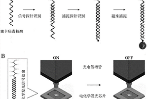 基于电化学发光放大原理的寨卡病毒核酸检测方法