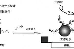 基于磁珠电化学发光基因传感器检测汞离子的方法及应用