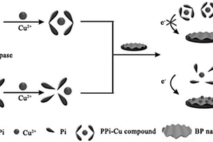 黑磷介导铜离子聚集的电化学信号转换的磷酸酶活性检测方法