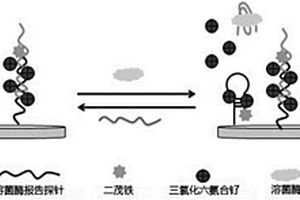 用于检测溶菌酶的电化学生物传感器及其制备方法