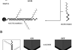 基于电化学发光级联放大原理的端粒酶活性检测方法