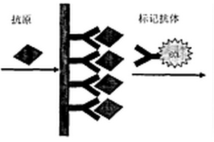 检测肿瘤标志物的电致化学发光免疫传感器的研究及应用