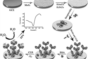 用于CLB检测的电化学免疫传感器及制备方法