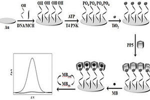 基于磷酸盐柱[5]芳烃测定T4多聚核苷酸激酶活性的电化学分析方法