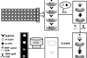 同时测定人血清氧化脂蛋白（a）和氧化低密度脂蛋白的化学发光成像免疫分析方法