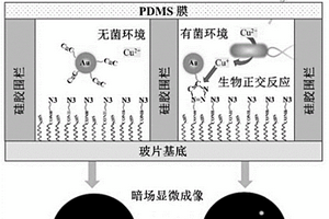 单粒子点击化学传感器用于体液中细菌的快速检测