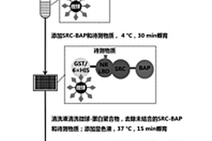 基于磁性微球快速检测化学物质内分泌干扰活性的试剂盒及方法