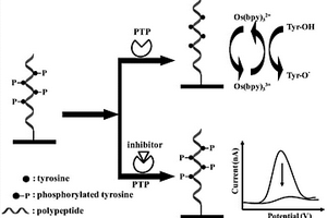 用于蛋白质酪氨酸磷酸酶活性的免标记电化学传感检测方法