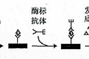 磁微粒甲胎蛋白化学发光免疫检测试剂盒及其制备方法