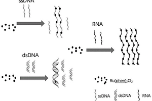 基于聚集诱导的电化学发光特异检测RNA和DNA的方法