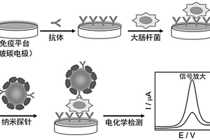 检测土水界面大肠杆菌的电化学方法