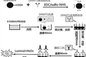 基于磁性分离的化学发光酶联免疫检测DNMT1的方法
