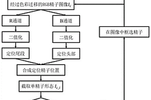 免化学染色的高活性精子检测方法