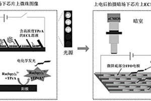 基于超微电极阵列电化学发光的单分子蛋白检测芯片及方法